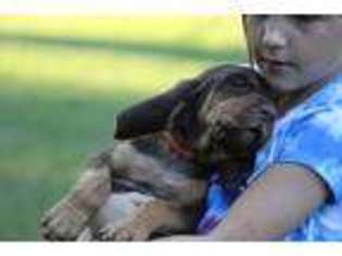 Bloodhound Puppy for sale in Antoine, AR, USA