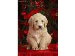 Labradoodle Puppy for sale in Millersburg, PA, USA