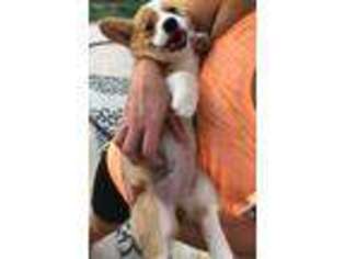Pembroke Welsh Corgi Puppy for sale in Staunton, IL, USA