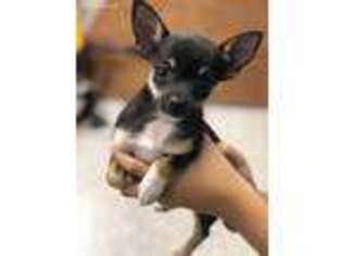 Chihuahua Puppy for sale in Ephrata, PA, USA
