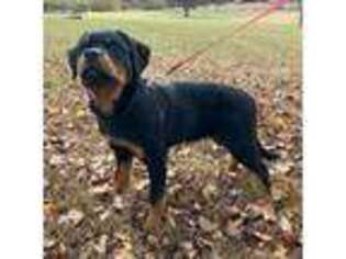 Rottweiler Puppy for sale in Hoyt, KS, USA