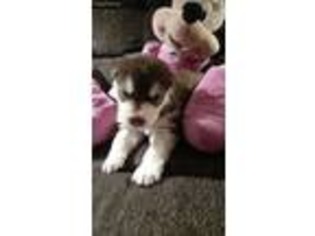 Alaskan Malamute Puppy for sale in Carroll, IA, USA
