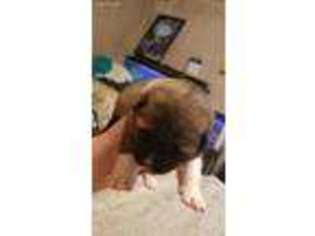 Akita Puppy for sale in Lonaconing, MD, USA