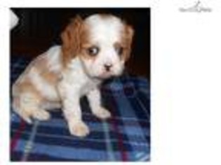Cavalier King Charles Spaniel Puppy for sale in Jonesboro, AR, USA
