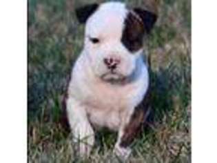 Mutt Puppy for sale in PLEASANT GARDEN, NC, USA