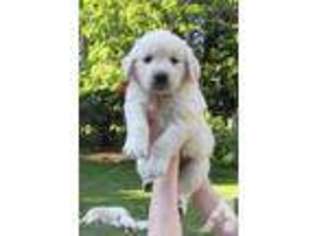 Golden Retriever Puppy for sale in WEBSTER, NY, USA