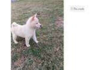 Small Shiba Inu
