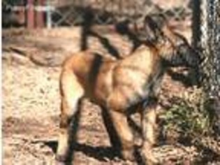Belgian Malinois Puppy for sale in Benson, AZ, USA