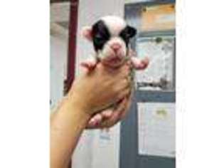 French Bulldog Puppy for sale in Millsboro, DE, USA