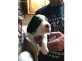 English Springer Spaniel Puppy for sale in Fontana, CA, USA