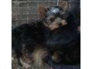 Yorkshire Terrier Puppy for sale in Mcdonough, GA, USA