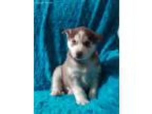 Siberian Husky Puppy for sale in Baltic, OH, USA
