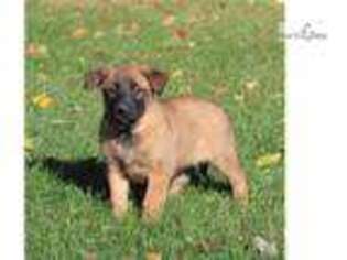 Belgian Malinois Puppy for sale in Harrisburg, PA, USA