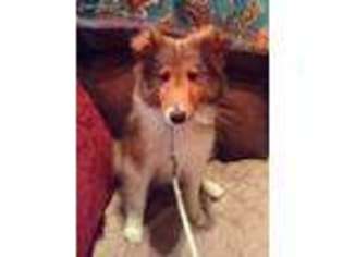 Shetland Sheepdog Puppy for sale in Sweetwater, TN, USA