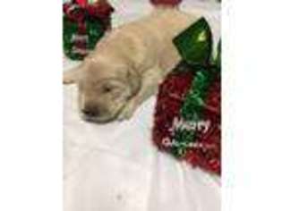 Golden Retriever Puppy for sale in Burgaw, NC, USA