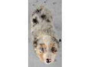 Australian Shepherd Puppy for sale in Somers, MT, USA