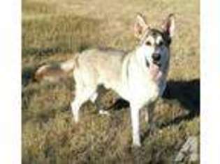 German Shepherd Dog Puppy for sale in BEDIAS, TX, USA