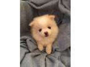 Pomeranian Puppy for sale in Anaheim, CA, USA