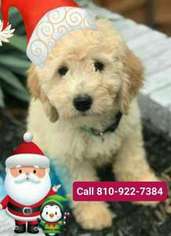 Goldendoodle Puppy for sale in Clio, MI, USA