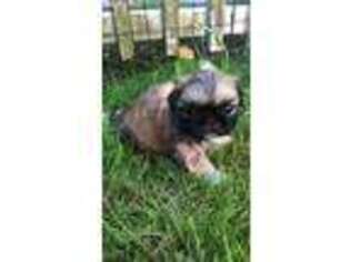 Pekingese Puppy for sale in Pacific, WA, USA