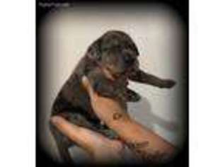 Great Dane Puppy for sale in Chillicothe, IL, USA