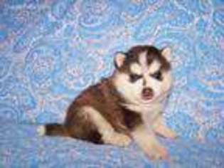 Pomeranian Puppy for sale in Montpelier, OH, USA