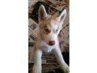 Siberian Husky Puppy for sale in Hill, NH, USA