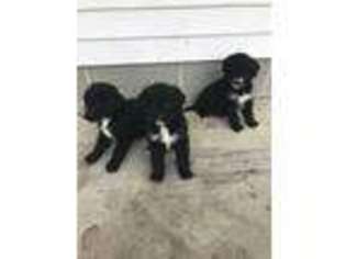 Mutt Puppy for sale in South Holland, IL, USA