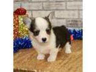 Pembroke Welsh Corgi Puppy for sale in Pittsburg, KS, USA