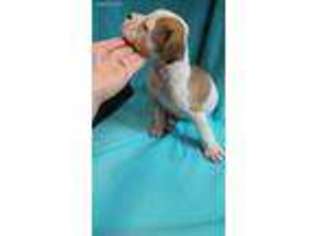 American Bulldog Puppy for sale in Jefferson, GA, USA