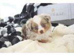 Miniature Australian Shepherd Puppy for sale in Holden, MO, USA