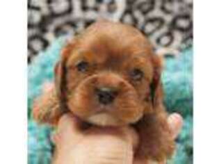 Cavalier King Charles Spaniel Puppy for sale in Show Low, AZ, USA