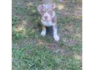 Mutt Puppy for sale in Wiggins, MS, USA