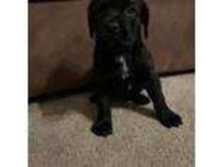 Cane Corso Puppy for sale in Saint Henry, OH, USA