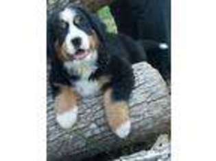 Bernese Mountain Dog Puppy for sale in ROLLA, MO, USA