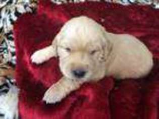 Golden Retriever Puppy for sale in Alba, TX, USA