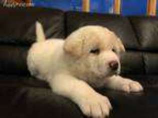 Akita Puppy for sale in Missoula, MT, USA