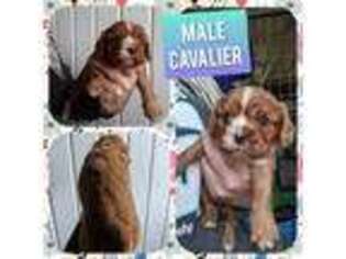 Cavalier King Charles Spaniel Puppy for sale in Mc Louth, KS, USA