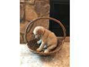 Mutt Puppy for sale in Daisytown, PA, USA