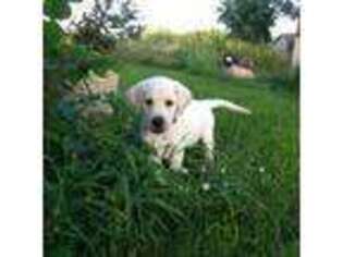 Labrador Retriever Puppy for sale in Dayton, MN, USA