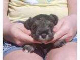 Mutt Puppy for sale in Piedmont, OK, USA