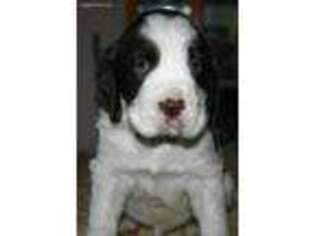 English Springer Spaniel Puppy for sale in Rockford, MI, USA