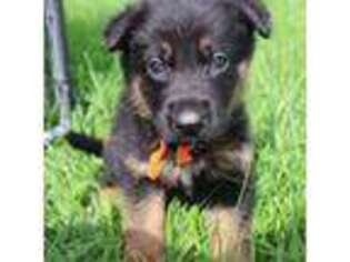 German Shepherd Dog Puppy for sale in Mount Morris, MI, USA