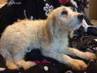 Goldendoodle Puppy for sale in Gladstone, VA, USA
