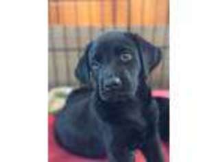 Labrador Retriever Puppy for sale in Rawlings, VA, USA