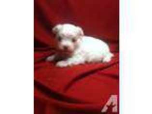 Maltese Puppy for sale in EL CAMPO, TX, USA