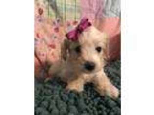 Yorkshire Terrier Puppy for sale in Lowgap, NC, USA