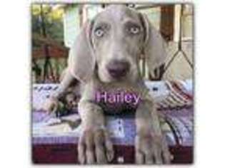 Weimaraner Puppy for sale in El Campo, TX, USA