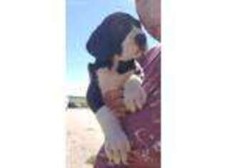 Great Dane Puppy for sale in Iowa Falls, IA, USA