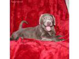 Labrador Retriever Puppy for sale in West Lafayette, OH, USA